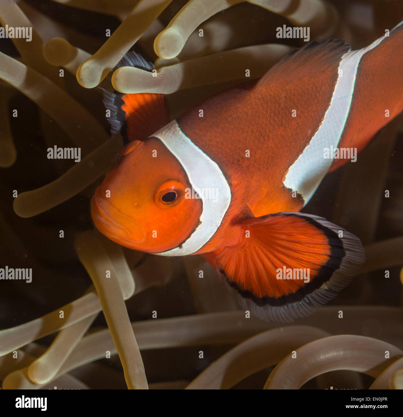 Clownfische in einer anemone Stockfoto