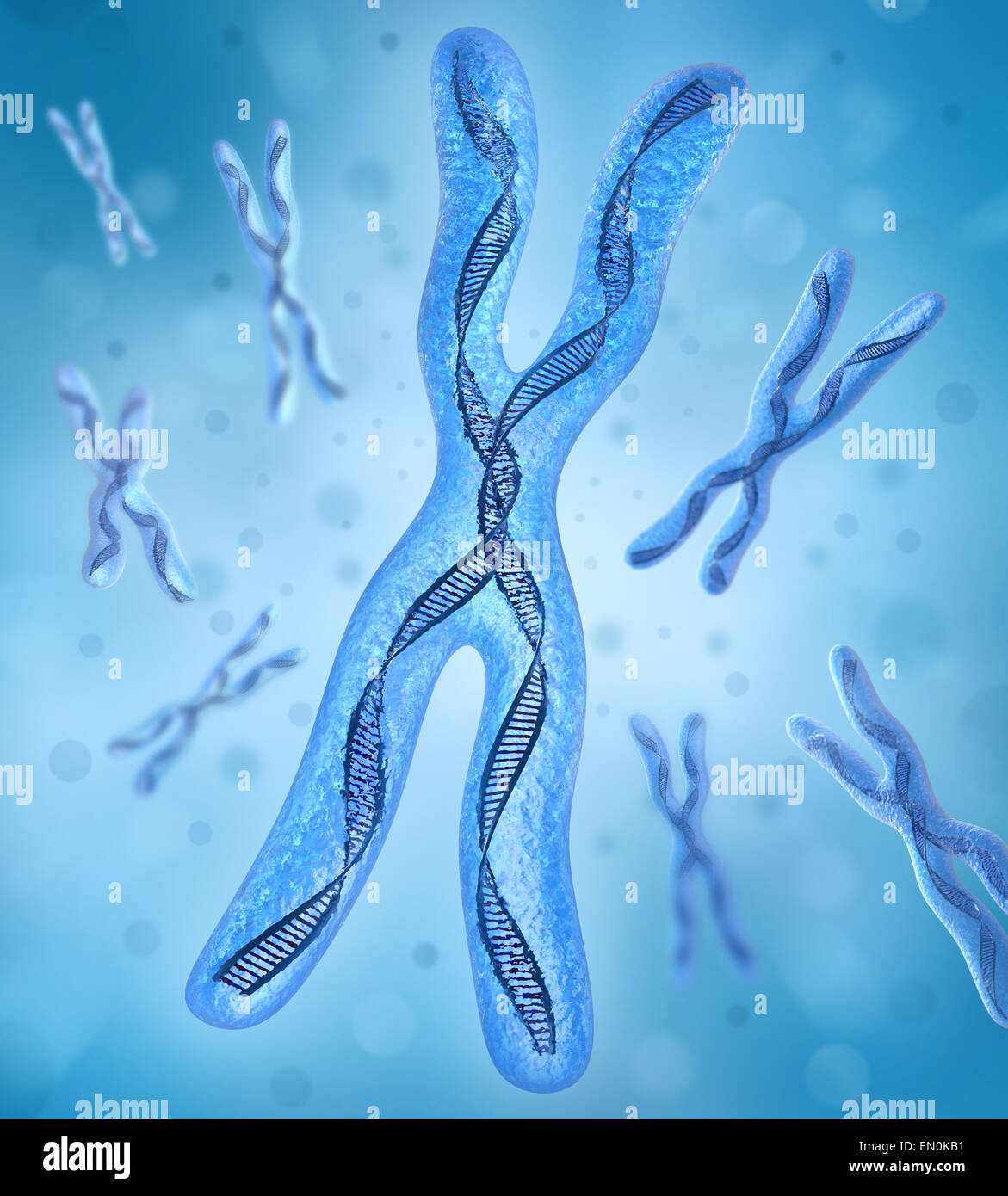 Chromosom x, DNA-Stränge Stockfoto