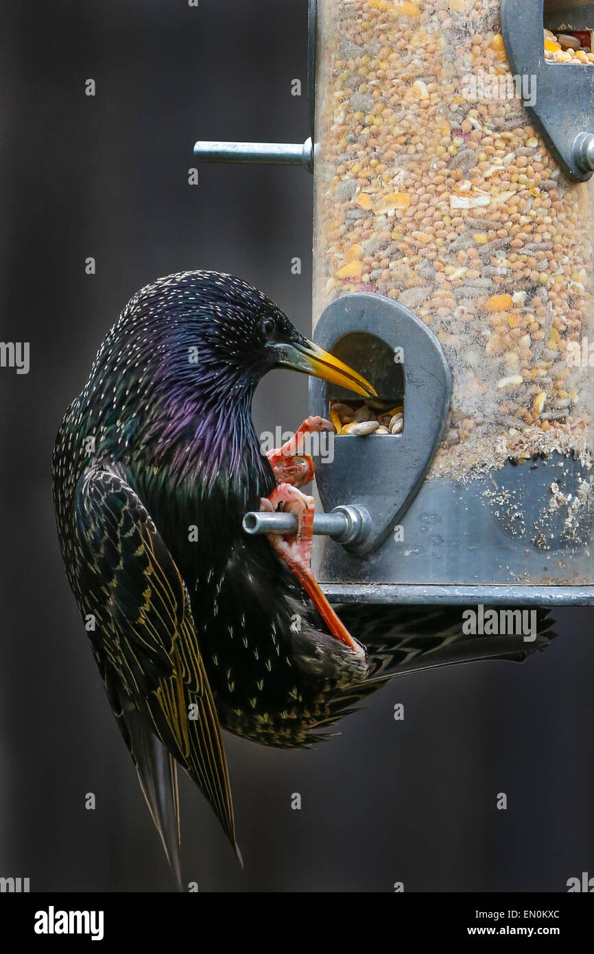 Starling auf einem Garten Feeder, Schottland, UK Stockfoto