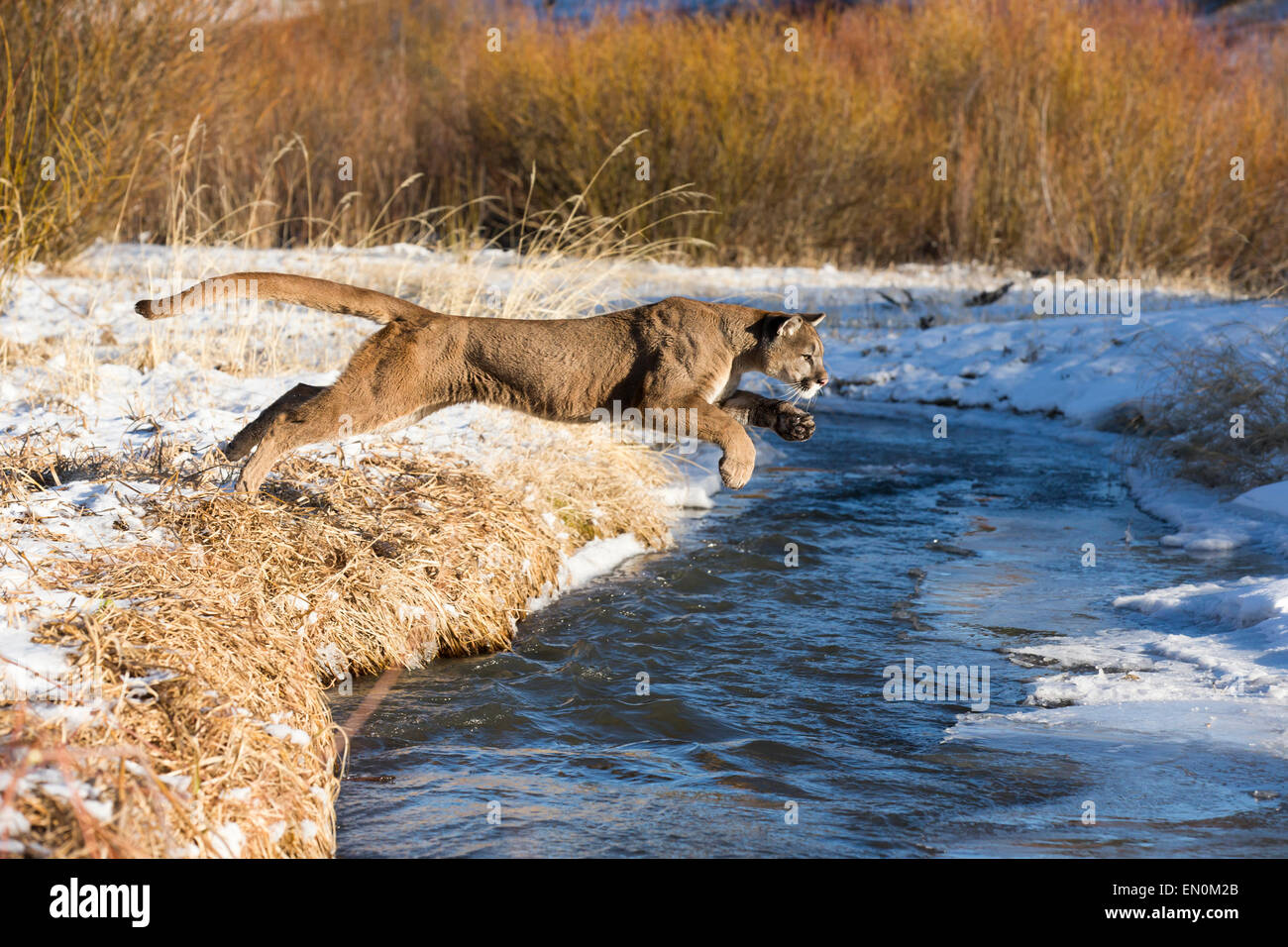 PUMA (Felis Concolor) durch die Luft springen, überqueren Sie den Fluss im Winter Stockfoto