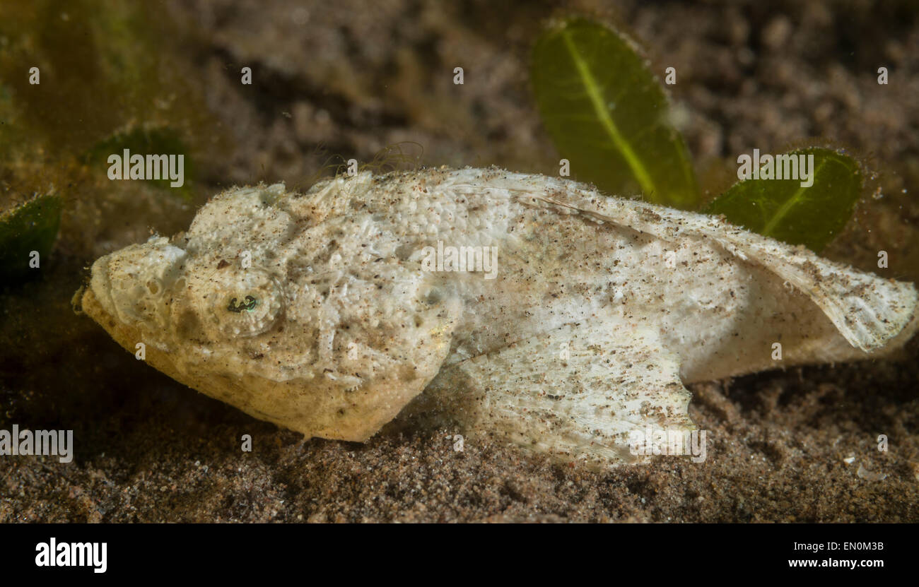 Juvenile Teufel Drachenköpfe im Sand sitzend Stockfoto