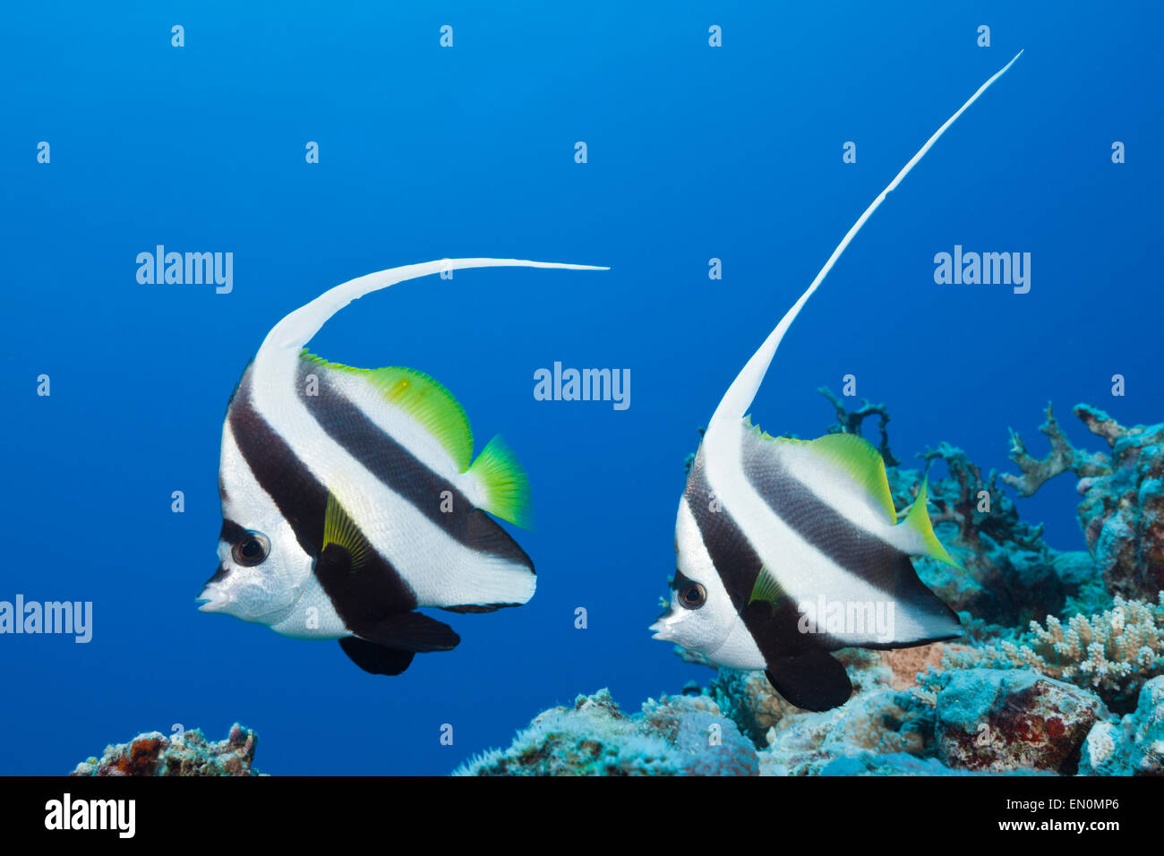 Paar von Longfin Bannerfish, Heniochus Acuminatus, Great Barrier Reef, Australien Stockfoto