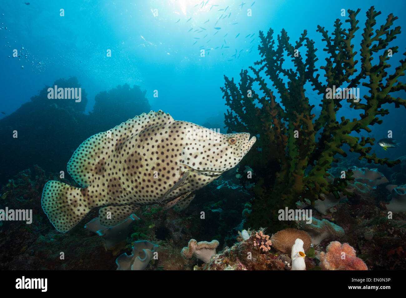 Barramundi Cod, Cromileptes Altivelis, Great Barrier Reef, Australien Stockfoto