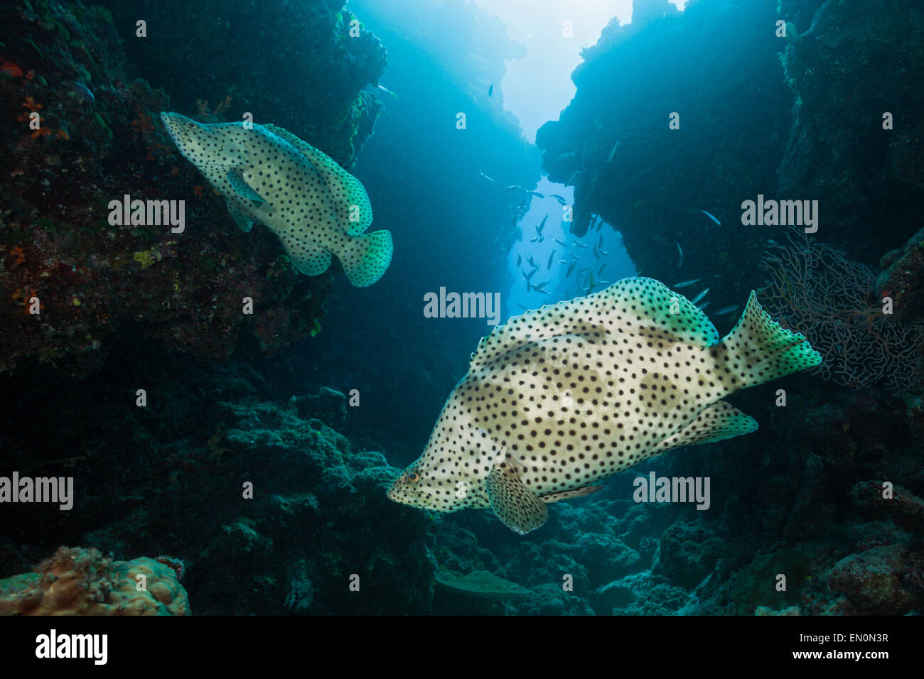 Barramundi Cod, Cromileptes Altivelis, Great Barrier Reef, Australien Stockfoto