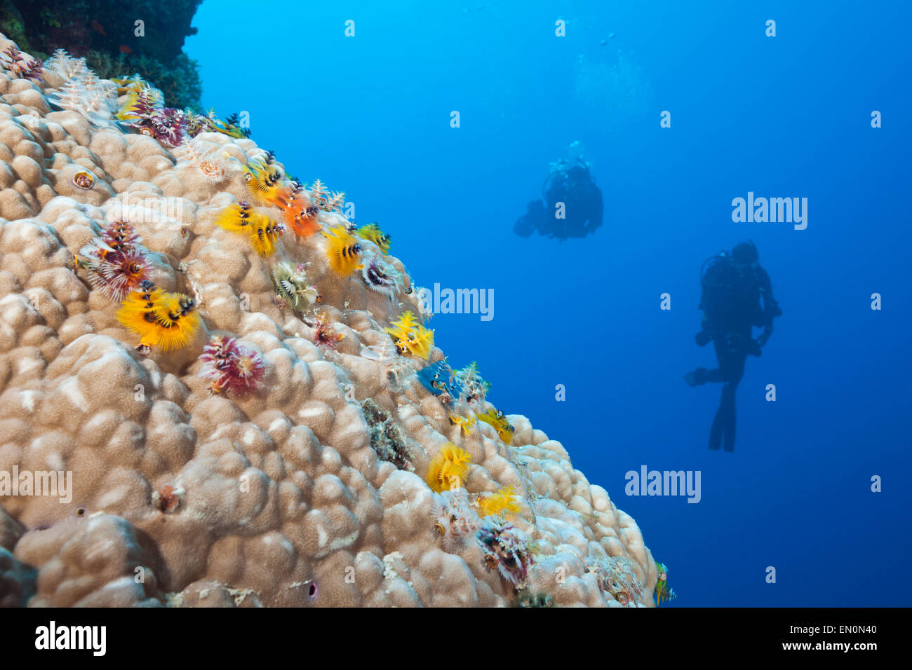 Weihnachtsbaum Wurm, Spirobranchus Giganteus, Osprey Reef, Coral Sea, Australien Scuba diver Stockfoto