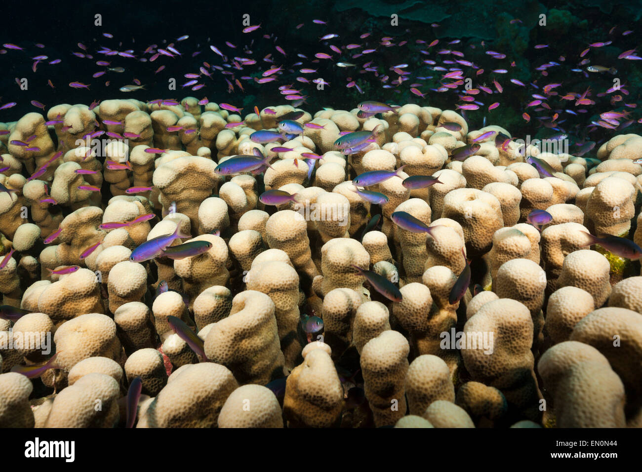Whitleys schlank Basslet über Coral Reef, Luzonichthys Whitleyi, Osprey Reef, Coral Sea, Australien Stockfoto