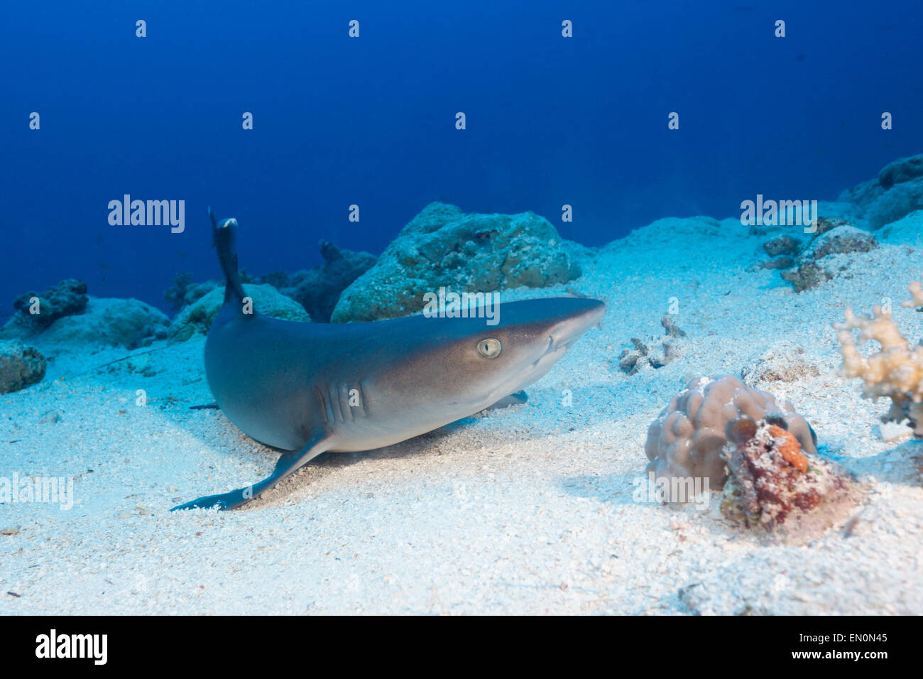 Weißspitzen-Riffhaie, Triaenodon Obesus, Osprey Reef, Coral Sea, Australien Stockfoto