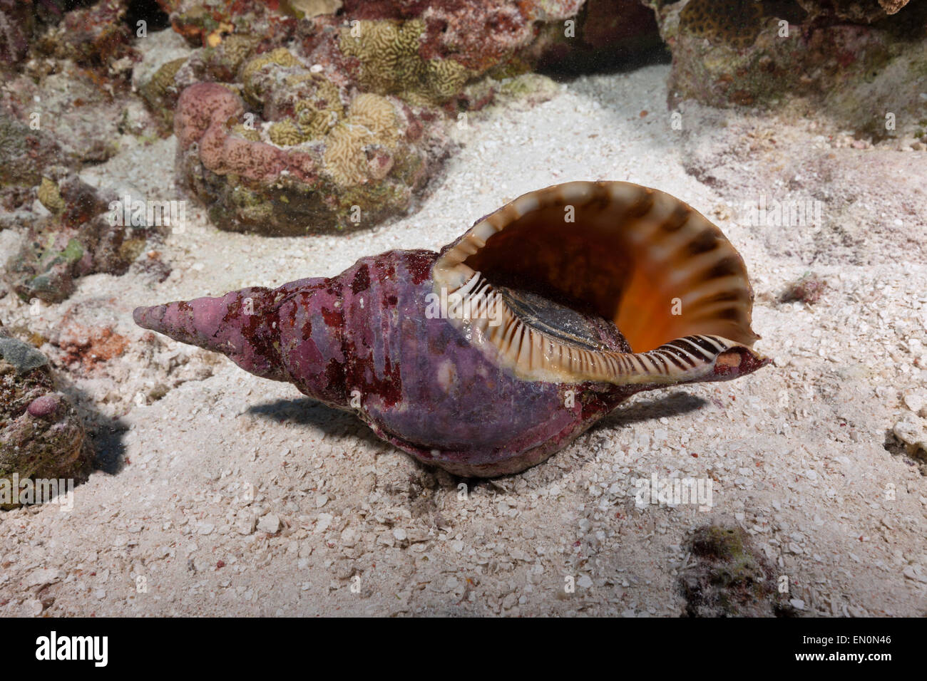 Tritonen Trompete, Charonia Tritonis, Osprey Reef, Coral Sea, Australien Stockfoto