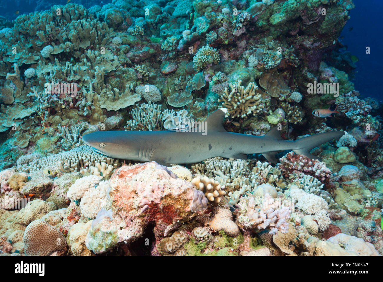 Weißspitzen-Riffhaie, Triaenodon Obesus, Osprey Reef, Coral Sea, Australien Stockfoto