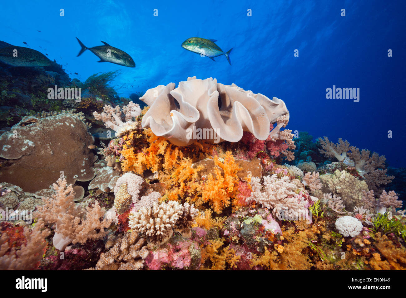 Artenreiches Korallenriff, Osprey Reef, Coral Sea, Australien Stockfoto