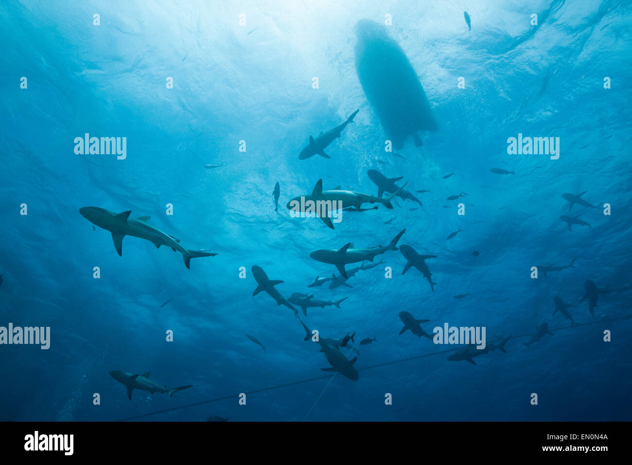 Graue Riffhaie während der Fütterung frenzy, Carcharhinus Amblyrhynchos, Osprey Reef, Coral Sea, Australien Stockfoto