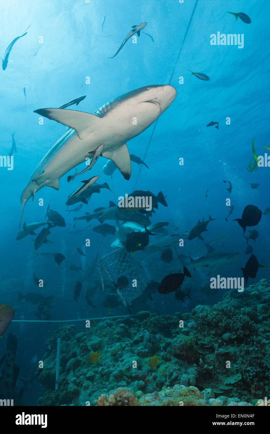 Graue Riffhaie während der Fütterung frenzy, Carcharhinus Amblyrhynchos, Osprey Reef, Coral Sea, Australien Stockfoto