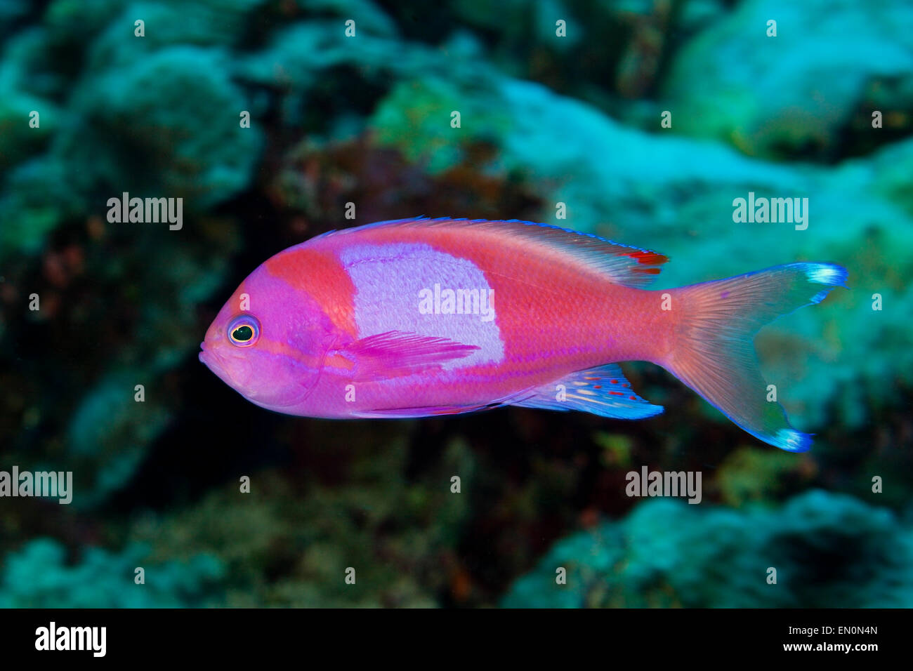 Square-Spot Anthias, Pseudanthias Pleurotaenia, Osprey Reef, Coral Sea, Australien Stockfoto
