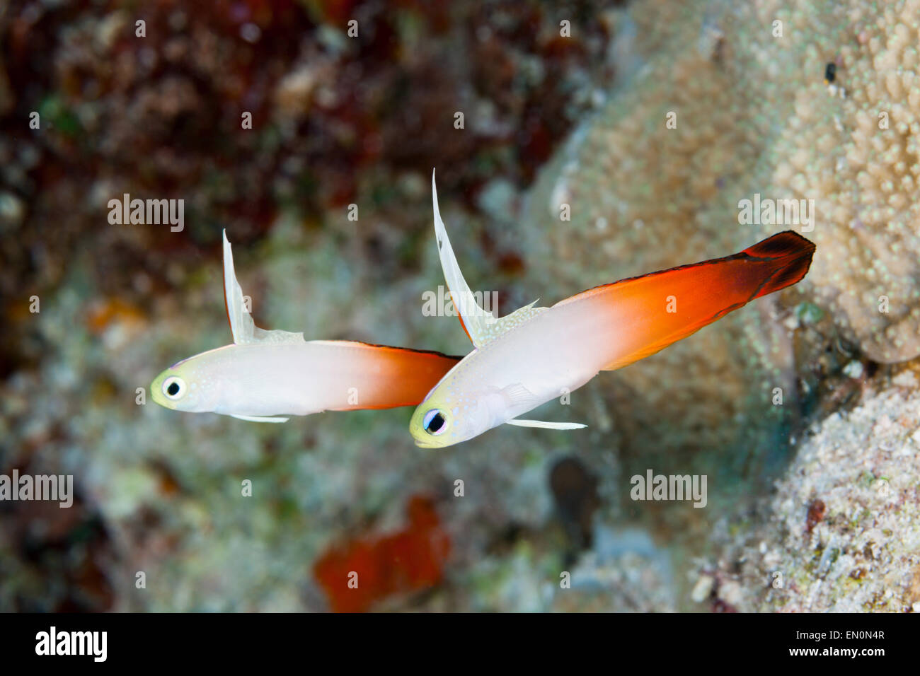 Paar von Feuer Grundel Nemateleotris Magnifica, Osprey Reef, Coral Sea, Australien Stockfoto