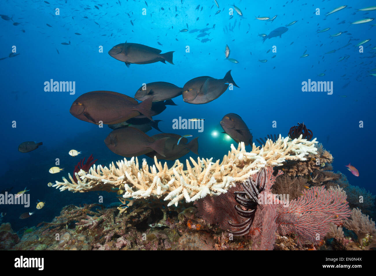 Längliche Doktorfisch über Riff, Acanthurus Mata, Osprey Reef, Coral Sea, Australien Stockfoto