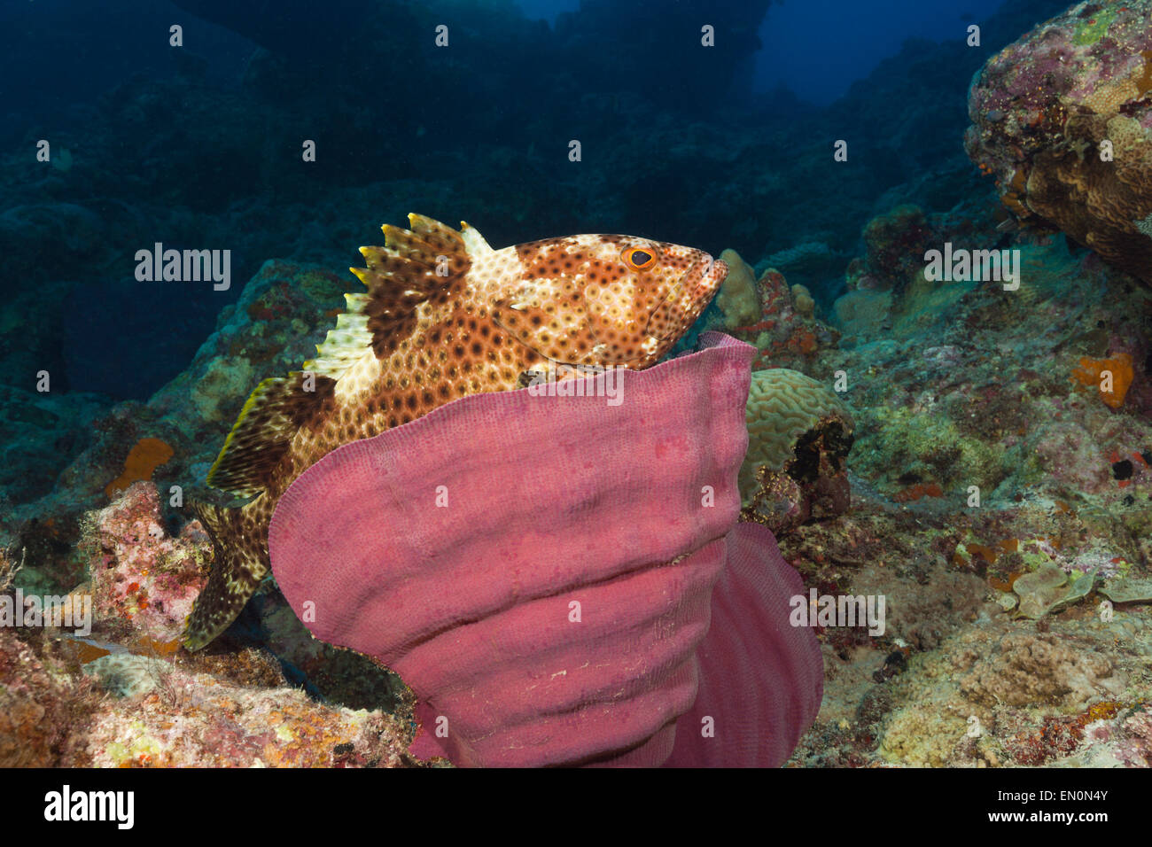 Fettig Zackenbarsch Epinephelus Tauvina, Osprey Reef, Coral Sea, Australien Stockfoto