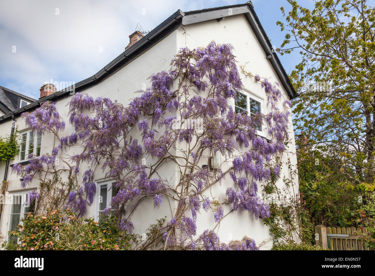 Lavendel farbig Wisteria Blumen blühen auf Seite des Hauses im Frühjahr Stockfoto