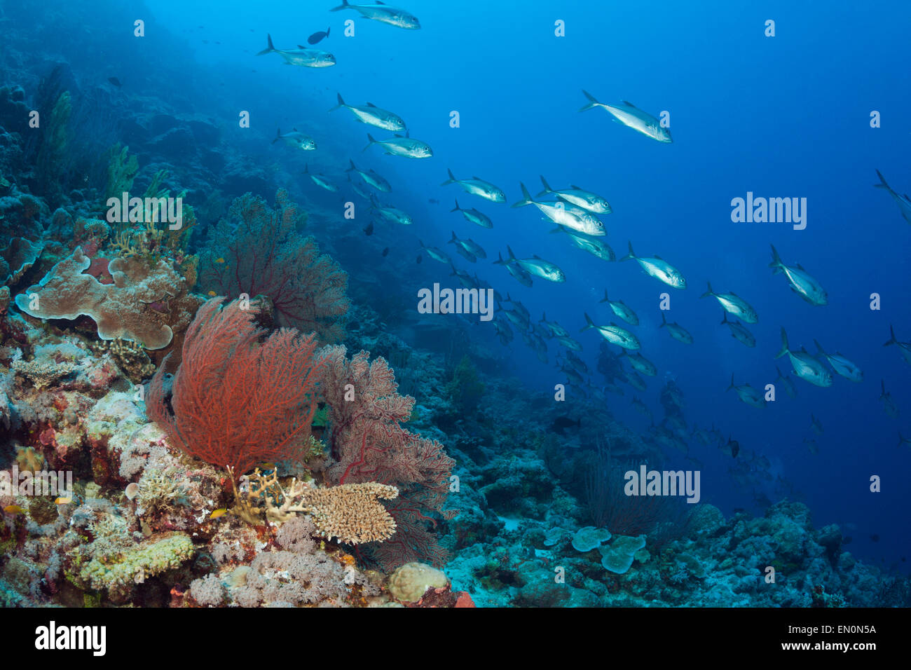 Fischschwarm von Bigeye Makrelen über Coral Reef, Caranx Sexfasciatus, Osprey Reef, Coral Sea, Australien Stockfoto
