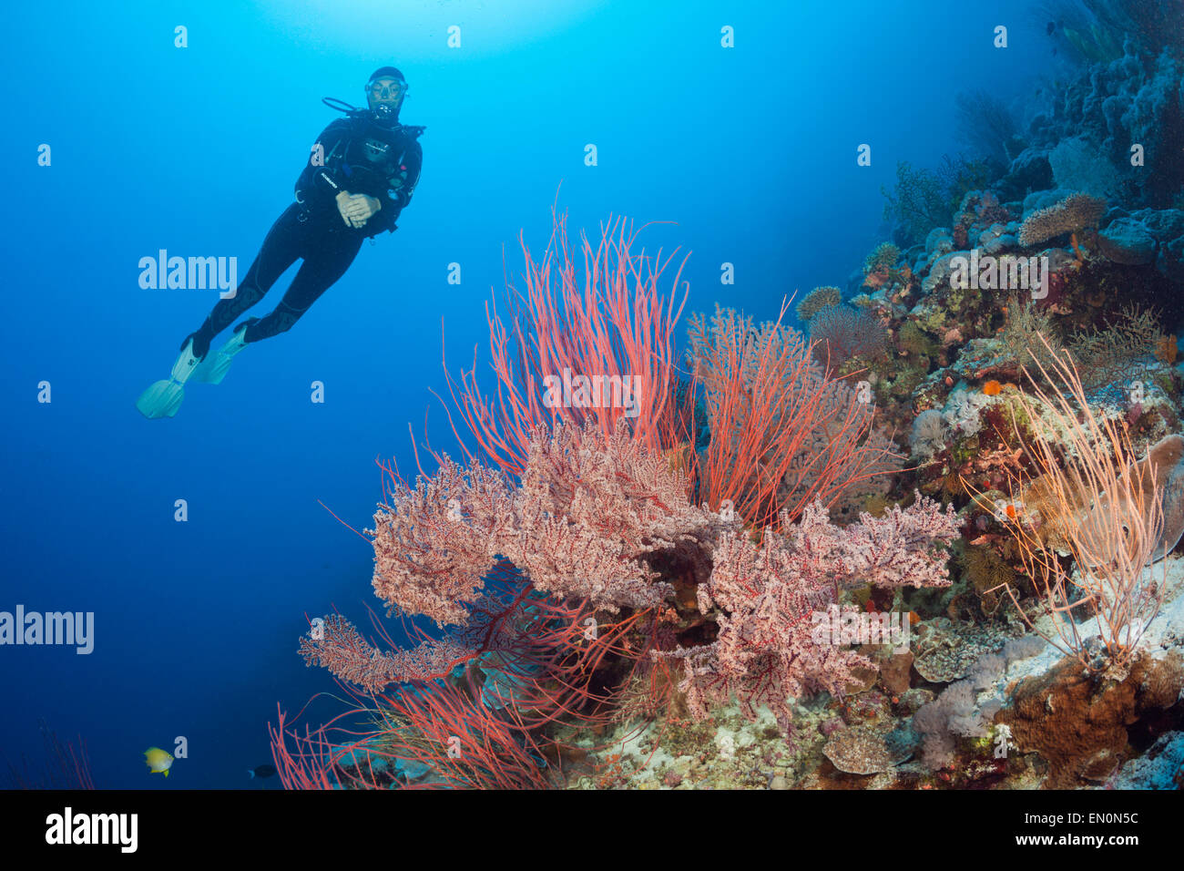Scuba Diver über Coral Reef, Osprey Reef, Coral Sea, Australien Stockfoto