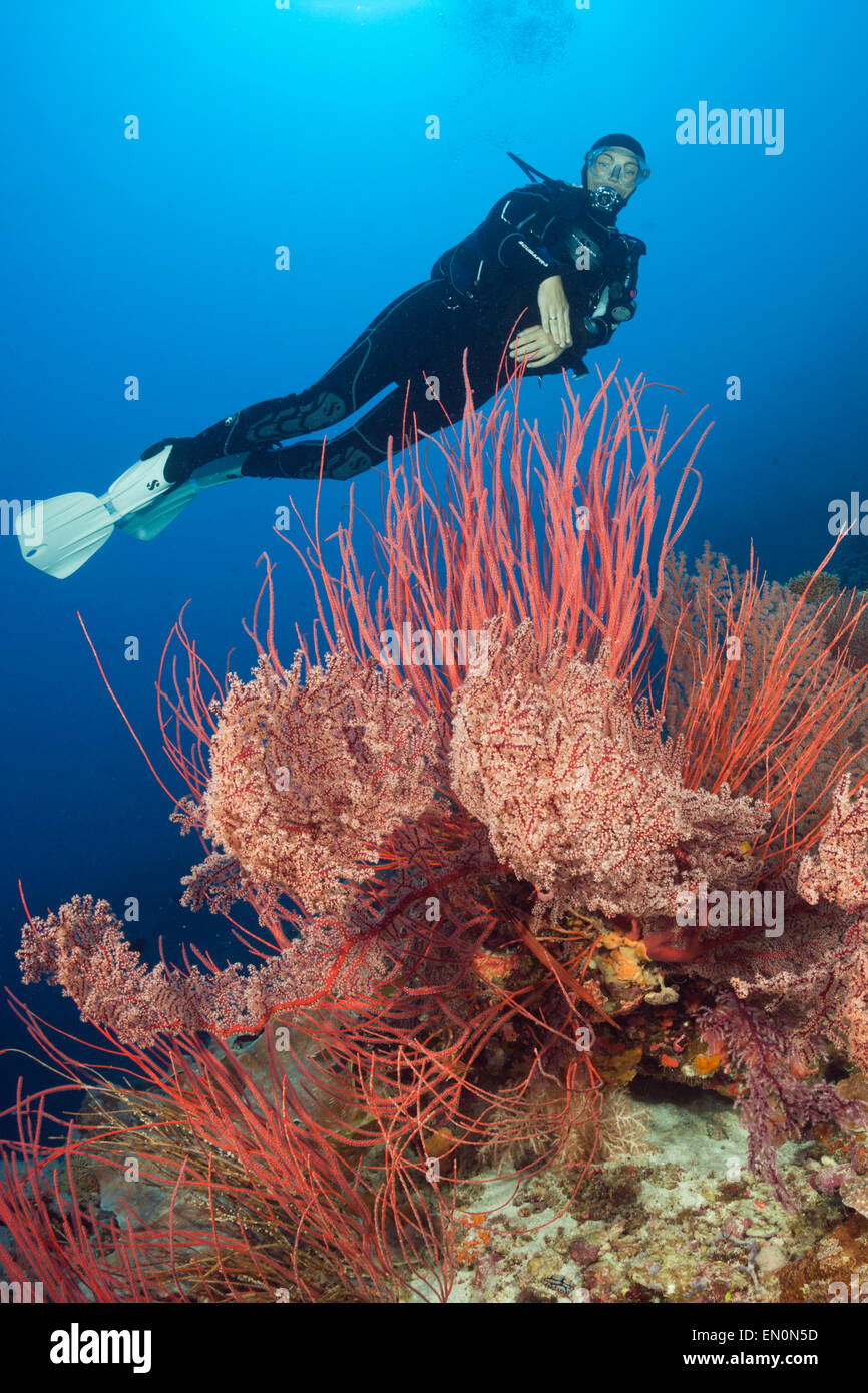 Scuba Diver über Coral Reef, Osprey Reef, Coral Sea, Australien Stockfoto