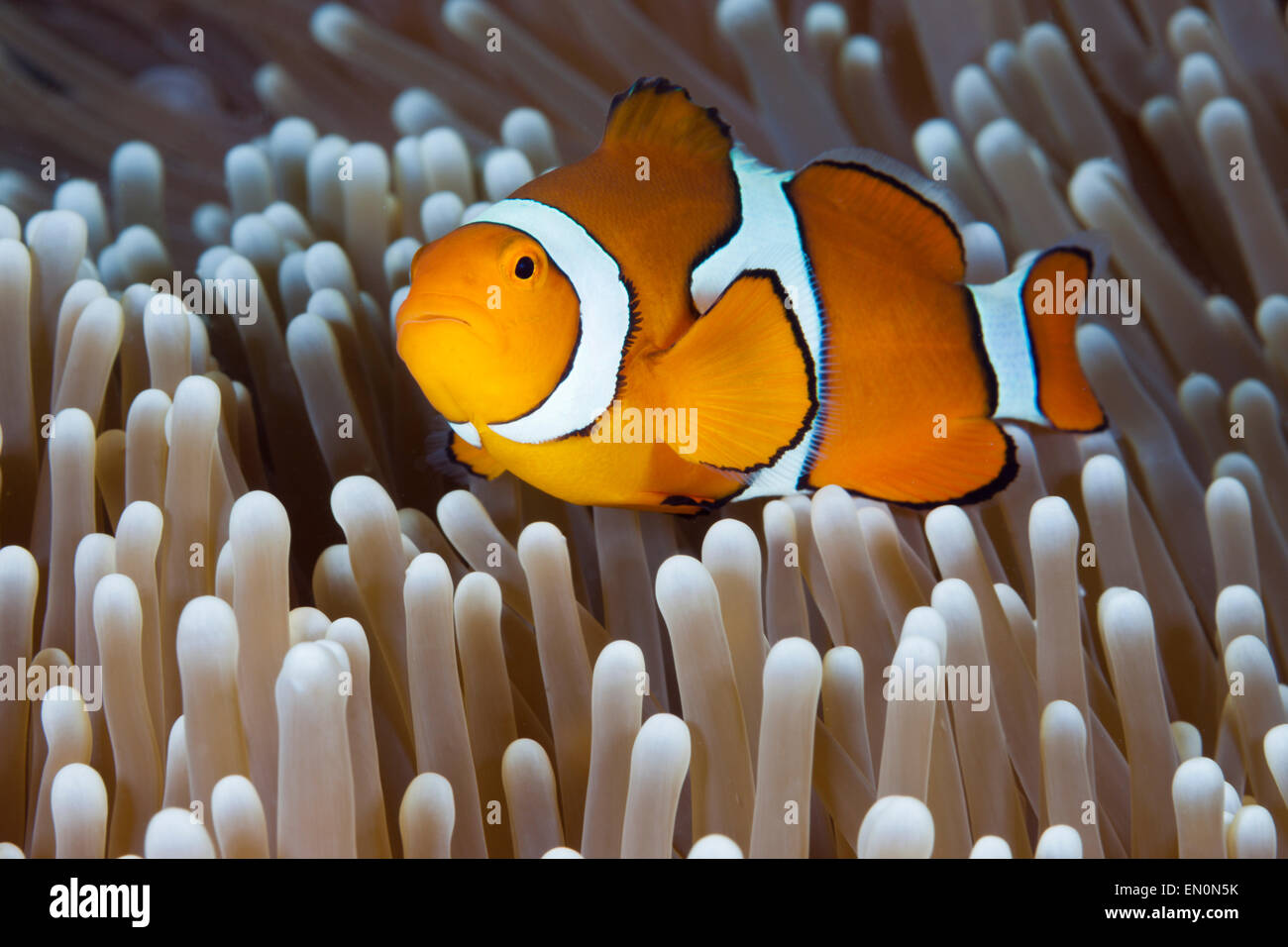 Clown Anemonenfischen, Amphiprion Percula, Osprey Reef, Coral Sea, Australien Stockfoto
