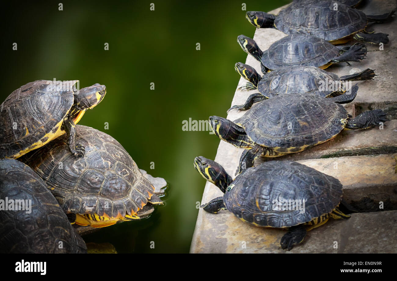 Wasser-Schildkröten-Familie Stockfoto