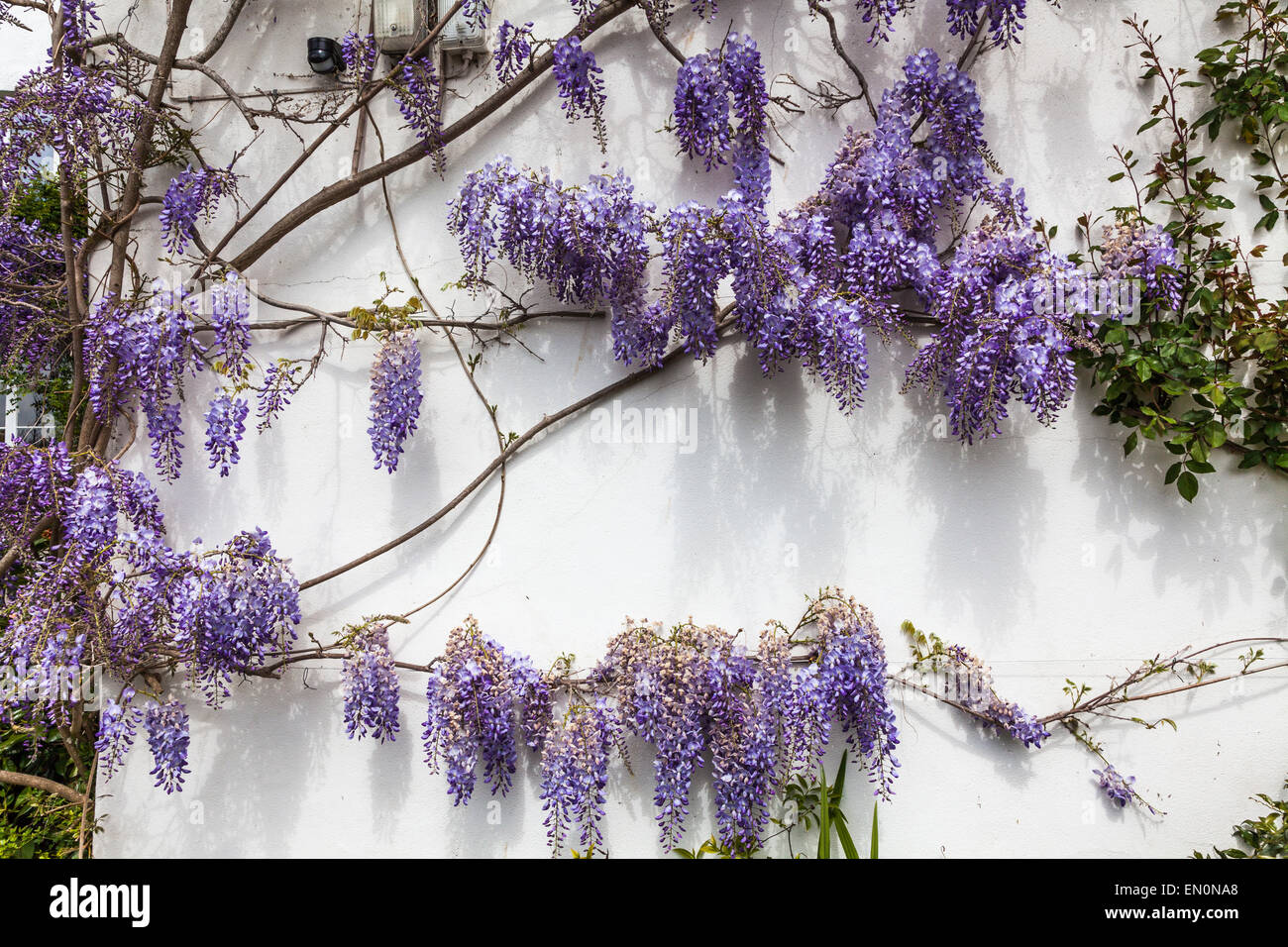Lavendel farbig Wisteria Blumen blühen auf Seite des Hauses im Frühjahr Stockfoto