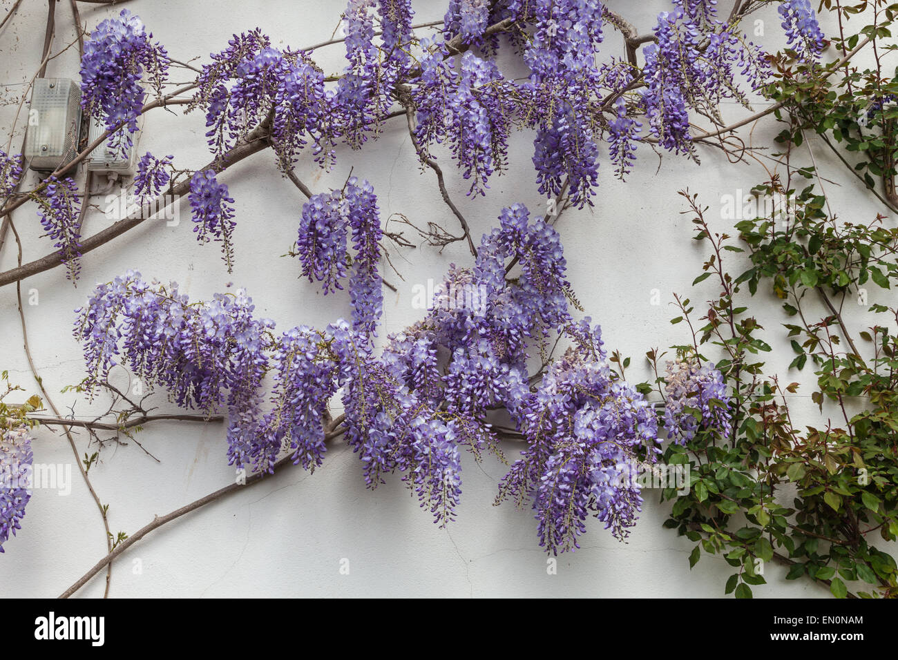 Lavendel farbig Wisteria Blumen blühen auf Seite des Hauses im Frühjahr Stockfoto