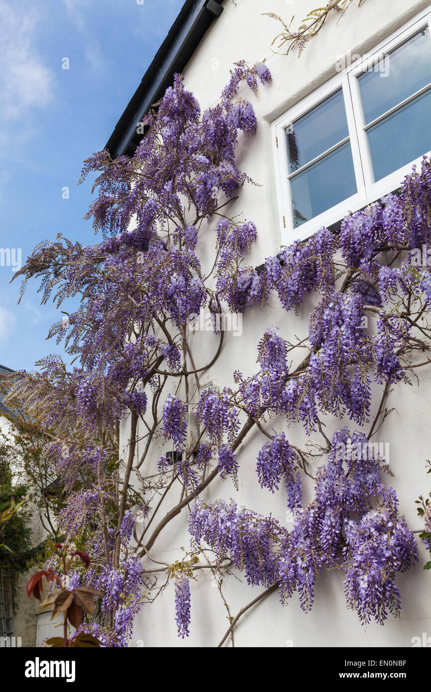 Lavendel farbig Wisteria Blumen blühen auf Seite des Hauses im Frühjahr Stockfoto