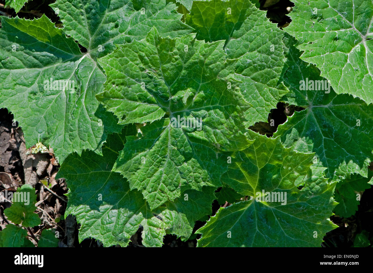 Blätter der Pestwurz Pflanze Stockfoto