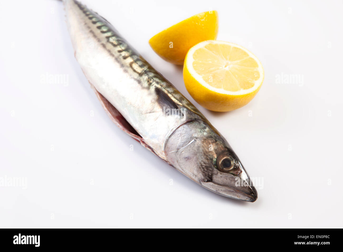 Frische rohe Makrele Fisch oder Stöcker Scrombrus. Isoliert auf weißem Hintergrund Stockfoto