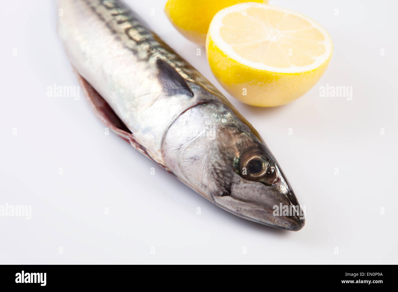 Frische rohe Makrele Fisch oder Stöcker Scrombrus. Isoliert auf weißem Hintergrund Stockfoto