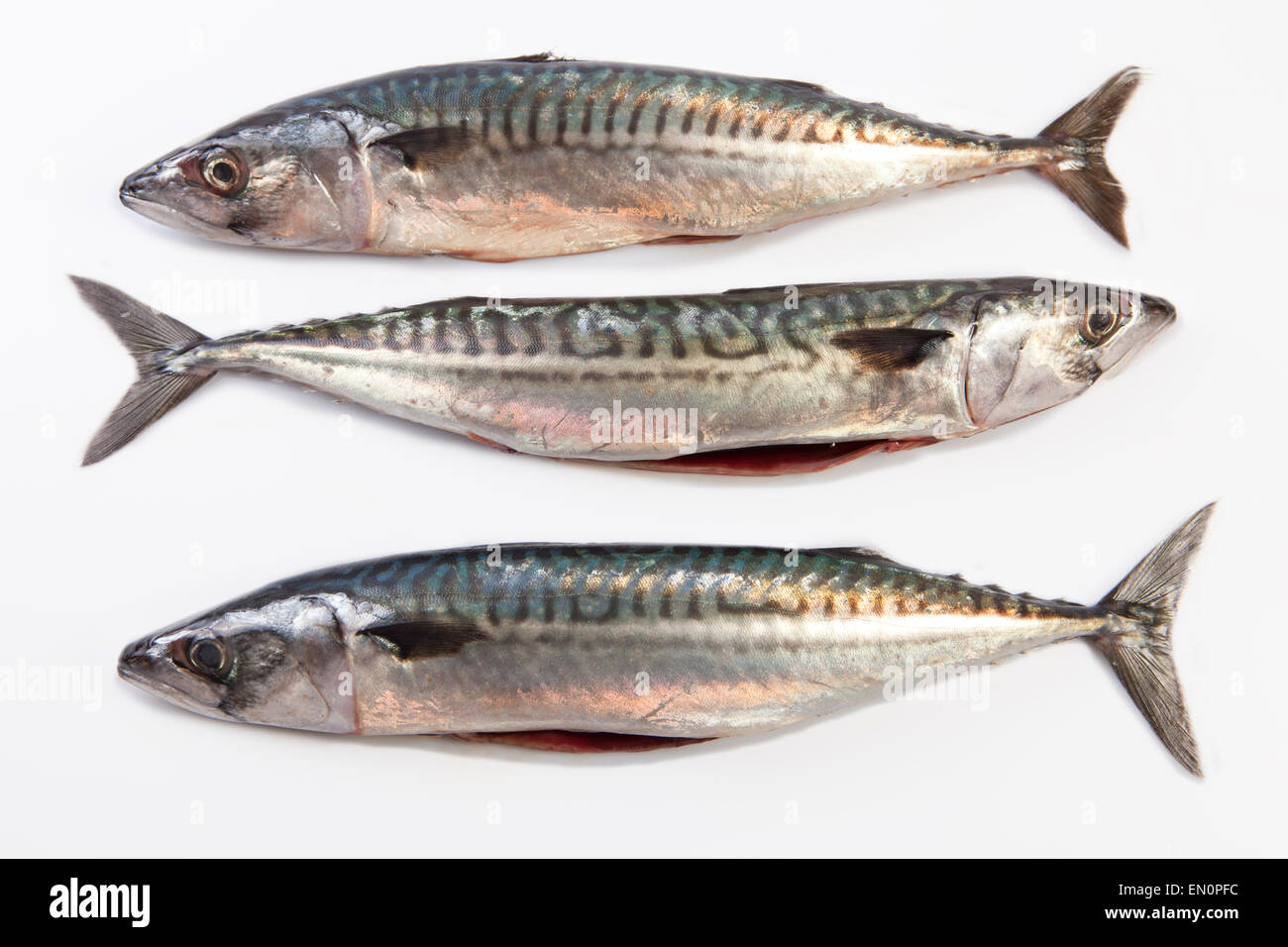 Frische rohe Makrele Fisch oder Stöcker Scrombrus. Isoliert auf weißem Hintergrund Stockfoto