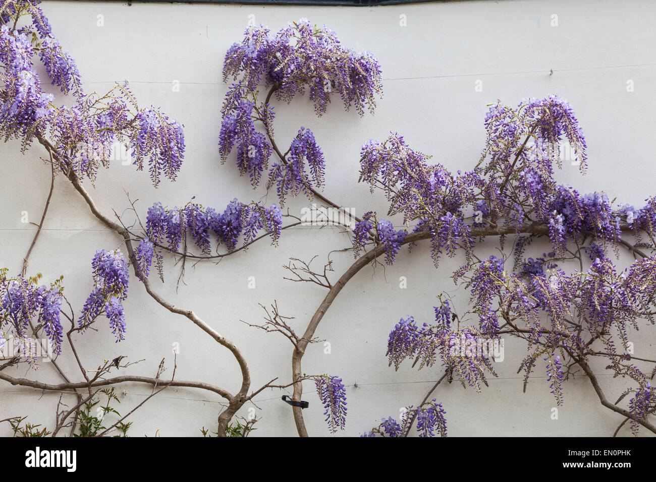 Lavendel farbig Wisteria Blumen blühen auf Seite des Hauses im Frühjahr Stockfoto