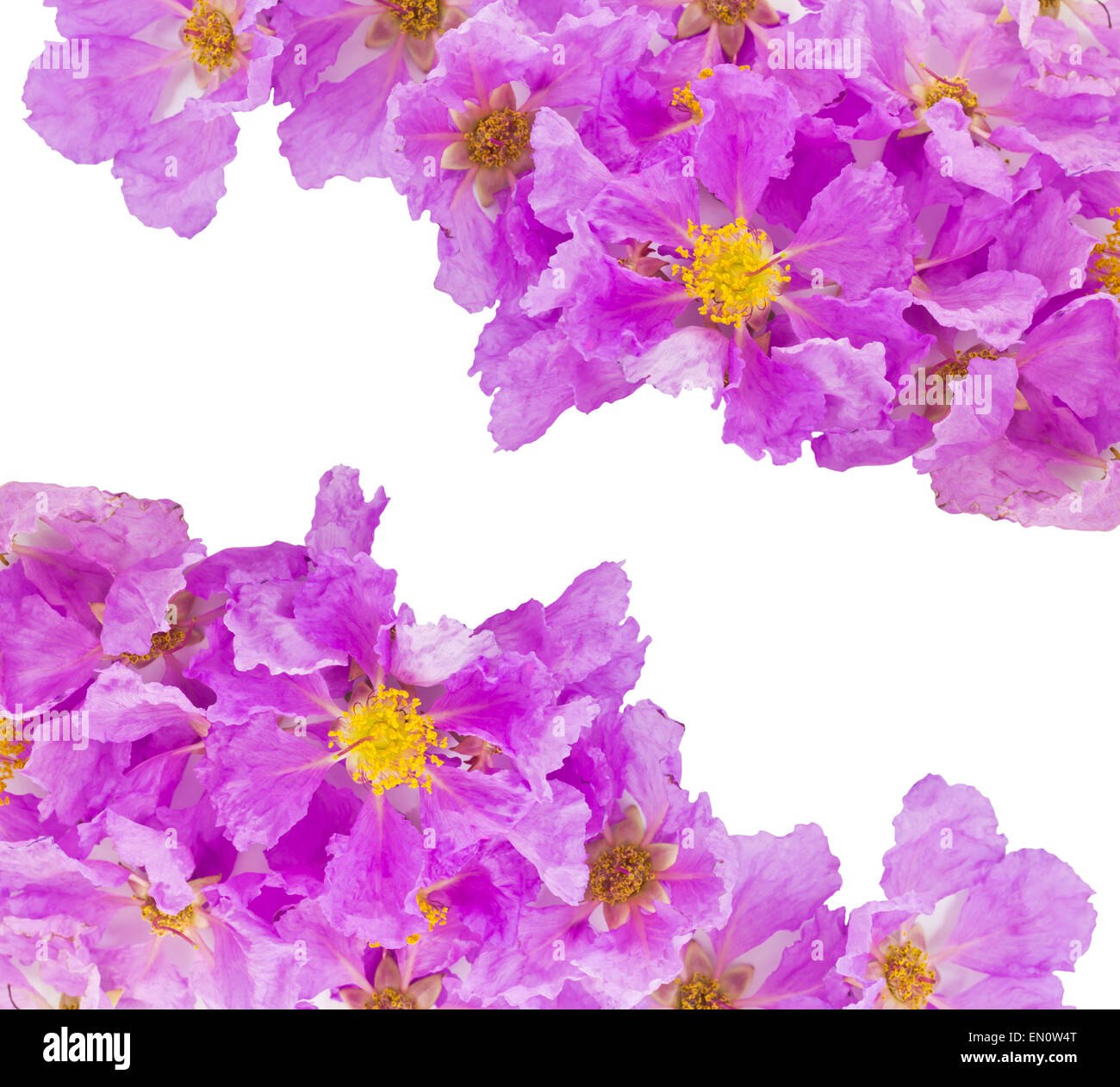 Königin Blumen isoliert auf weißem Hintergrund und Clipping-Pfad Stockfoto