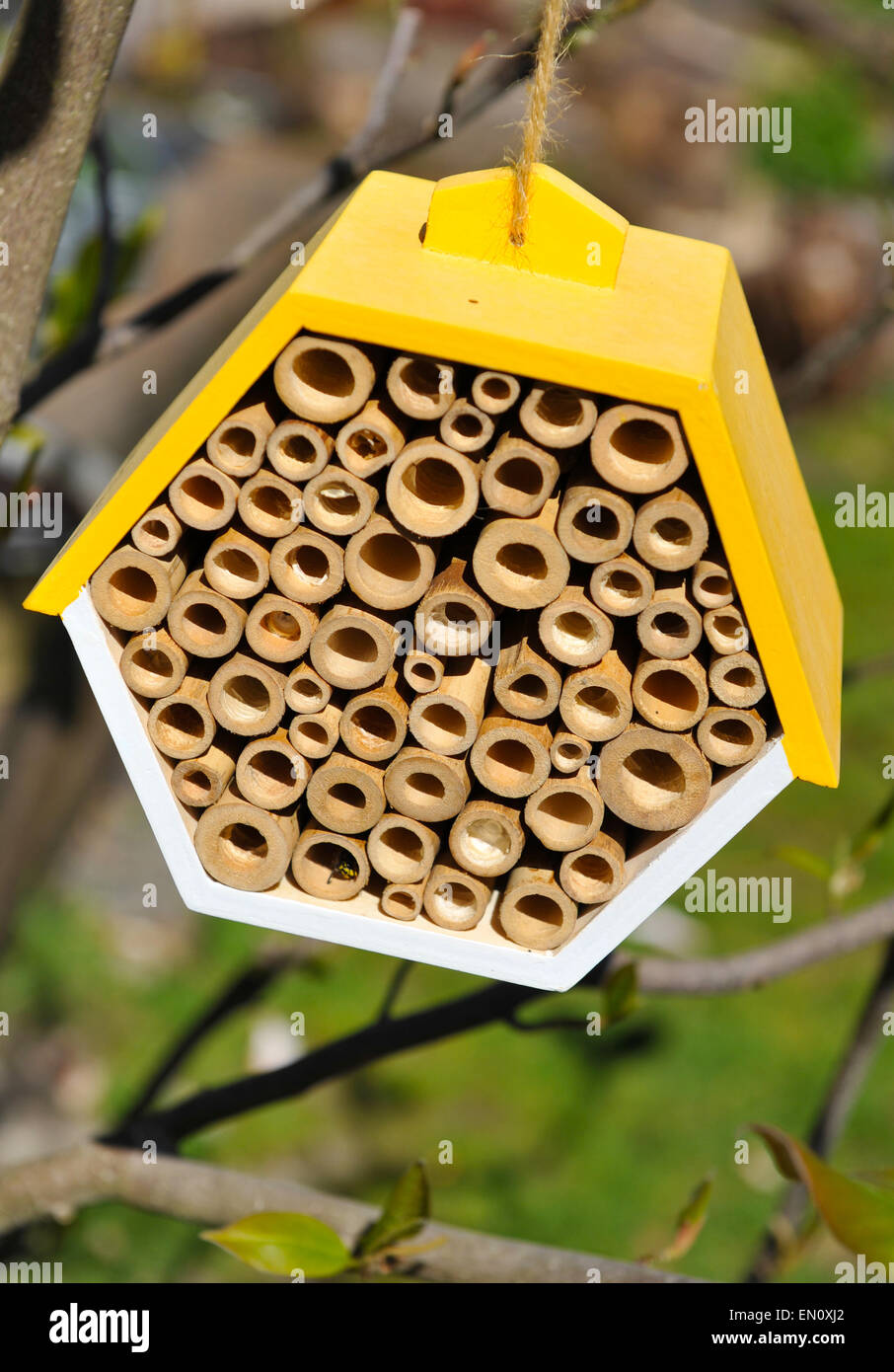 Eine Biene Haus, ein Nistkasten und Ruhezustand für Insekten im Garten in South East London, UK Stockfoto