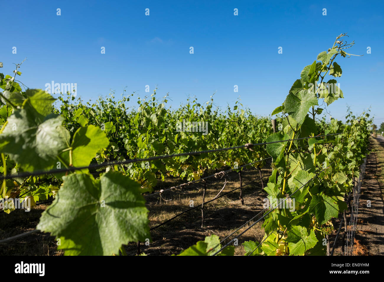 Reben auf dem Paliser Weingut in Martinborough, Neuseeland. Stockfoto