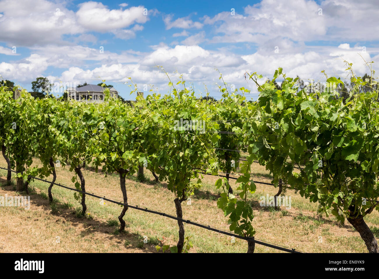 Pinot Noir Reben in einem Weingut in Martinborough Region Neuseelands. Stockfoto