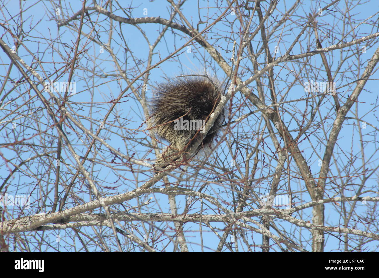 North American Porcupine (Erethizon Dorsatum) auf einem Ast. Stachelschweine sind Nagetiere mit einem Mantel von scharfen Dornen oder Stacheln. Stockfoto