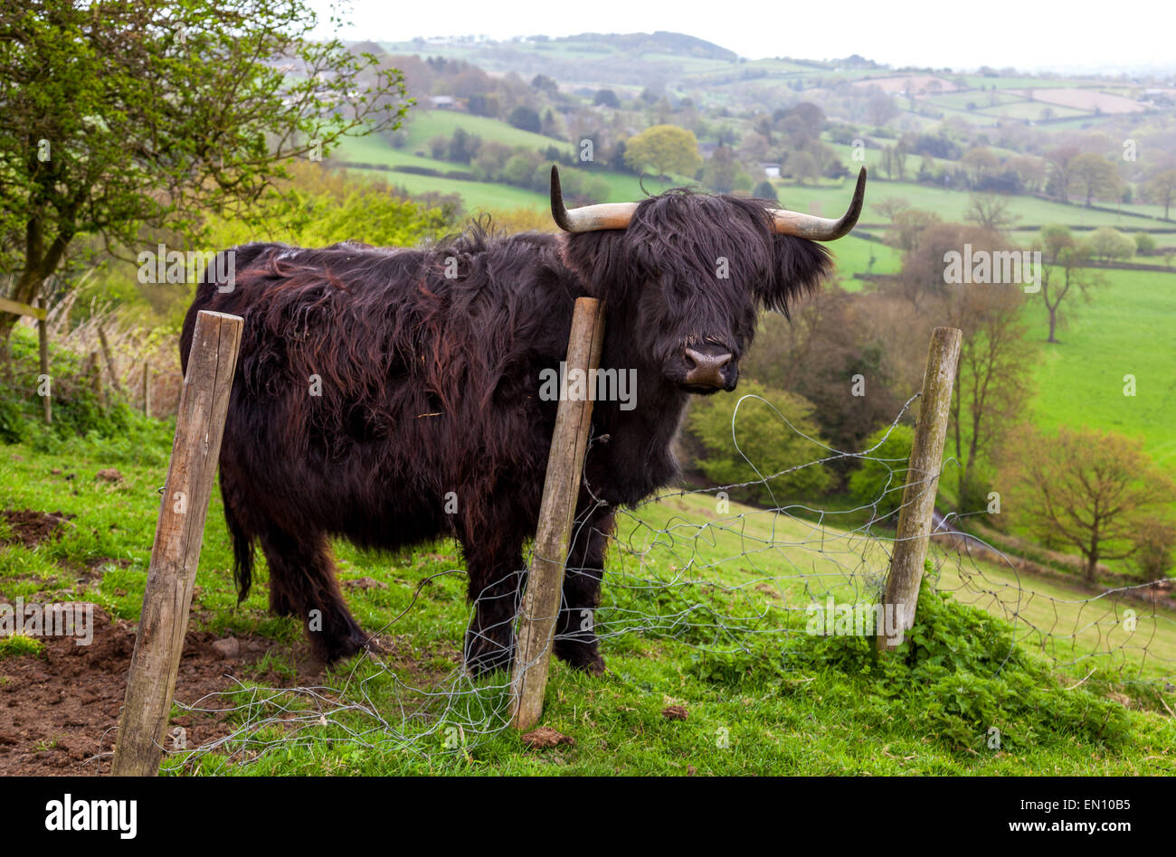 Crich, Derbyshire, Großbritannien 25. April 2015. Ein Tag des April Duschen und kühlere Temperaturen für Hochlandrinder auf einer Farm in der Amber-Tal in der Nähe der Derbyshire Dorf Crich abgebildet.  Bildnachweis: Mark Richardson/Alamy Live-Nachrichten Stockfoto