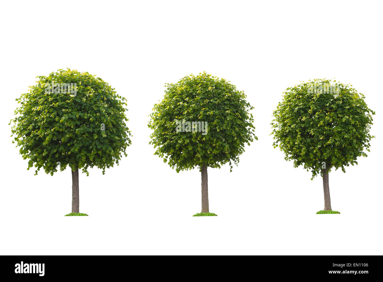 Satz von grünen Bäumen isoliert auf weißem Hintergrund. Schönen Land Stockfoto