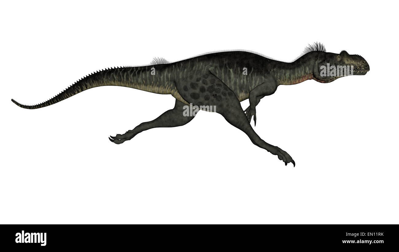 Megalosaurus Dinosaurier laufen isoliert in weißem Hintergrund - 3D render Stockfoto
