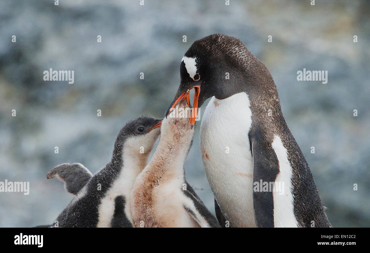 Erwachsenen Gentoo Penguins Fütterung zwei Küken Cuverville Island antarktischen Halbinsel Antarktis Stockfoto