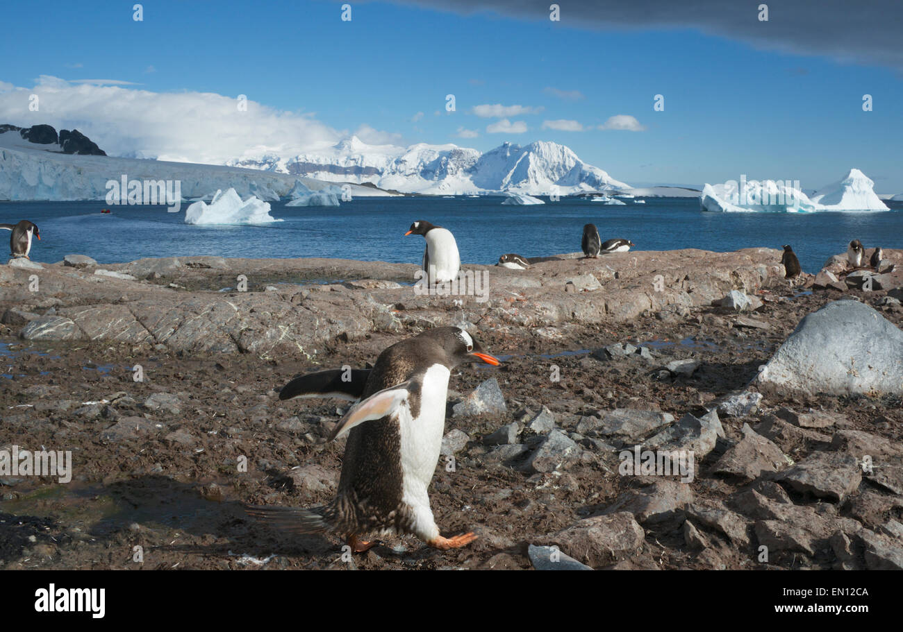 Antarktische Halbinsel Antarktis Gentoo Penguins Cuverville Island Stockfoto