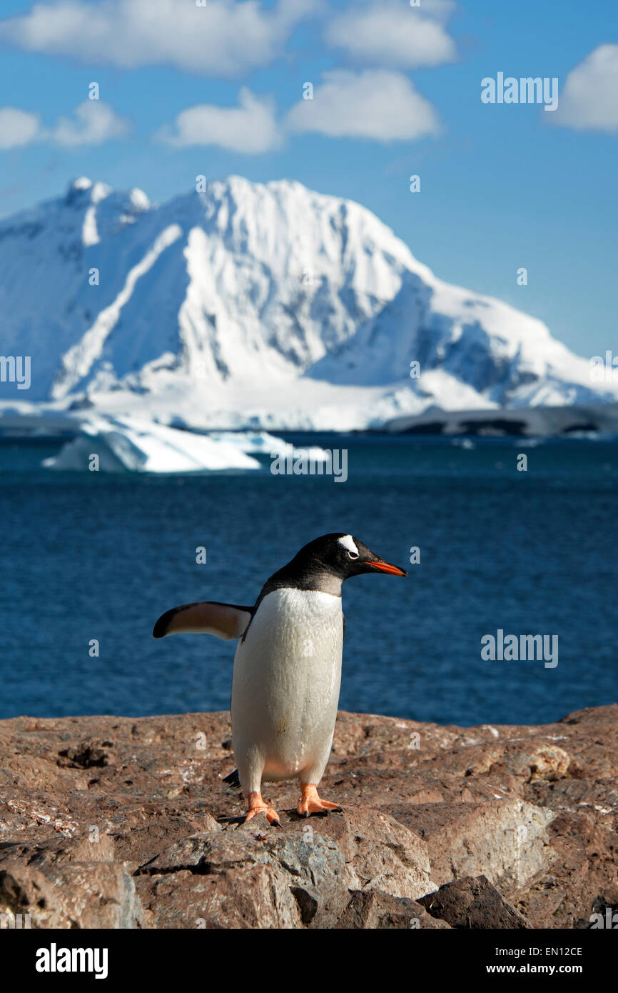 Gentoo Penguin Cuverville Island antarktischen Halbinsel Antarktis Stockfoto