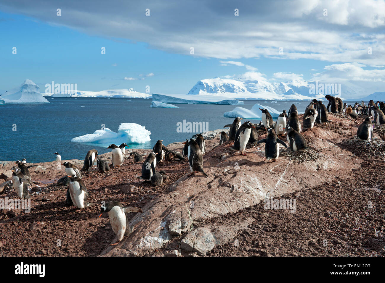 Gentoo Penguins Kolonie Cuverville Island antarktischen Halbinsel Antarktis Stockfoto