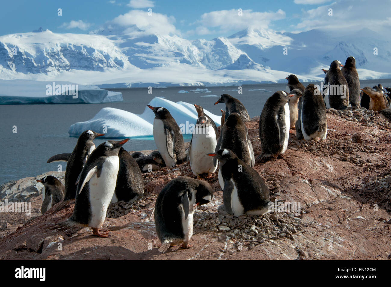 Gentoo Penguins Kolonie Cuverville Island antarktischen Halbinsel Antarktis Stockfoto