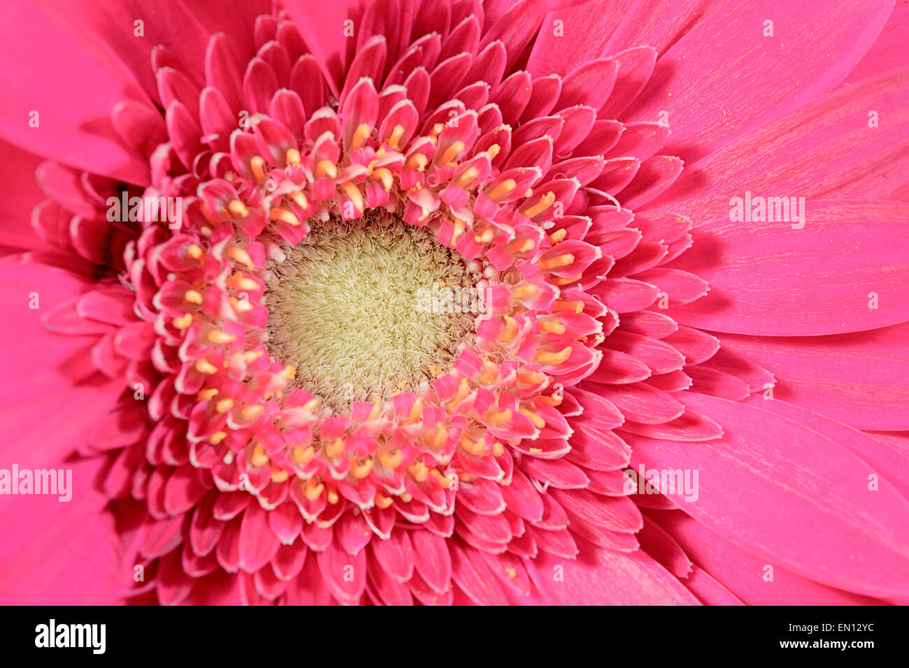 Makro Blume Gerbera natürlichen Hintergrund Stockfoto