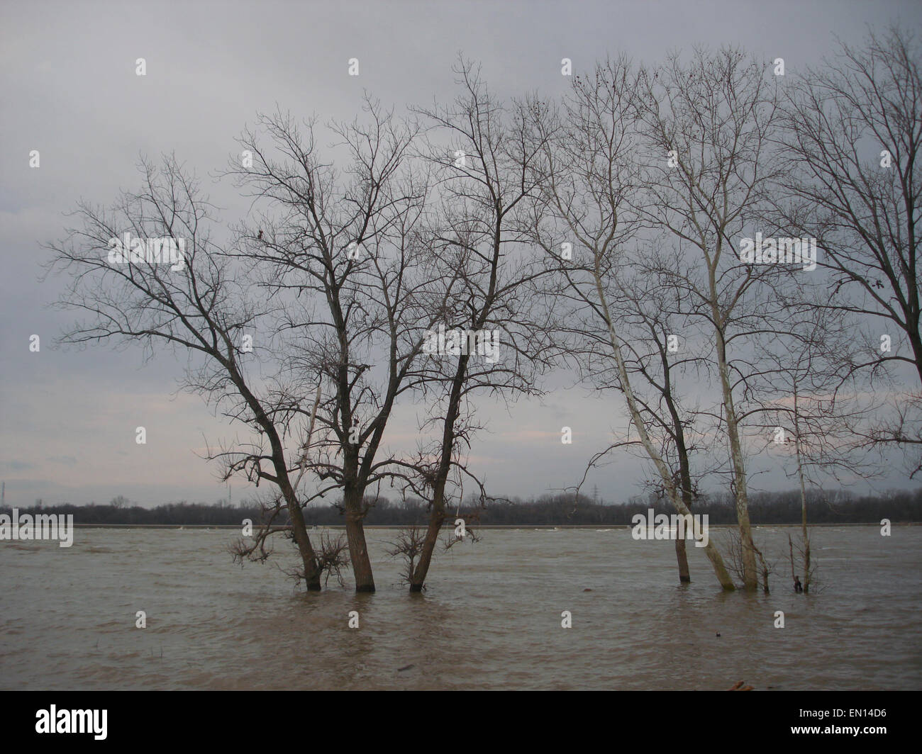 Bäume, die teilweise unter Wasser bei Flut des Ohio river Stockfoto