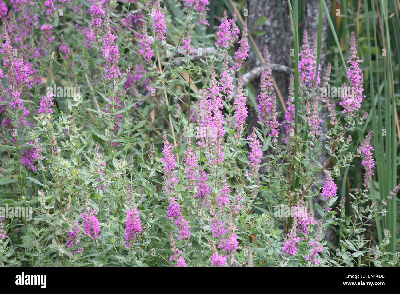 Blutweiderich ist eine sehr invasive Feuchtgebiet-Pflanze, die Feuchtgebiete, Wegrändern und gestörten Flächen dringt Stockfoto